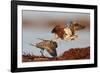 Two Ruffs competing at a lek, Vardo, Norway-Markus Varesvuo-Framed Photographic Print