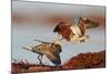 Two Ruffs competing at a lek, Vardo, Norway-Markus Varesvuo-Mounted Photographic Print