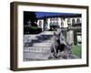 Two Russian Blue Cats Sunning on Garden Stone Steps, Italy-Adriano Bacchella-Framed Photographic Print