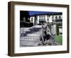 Two Russian Blue Cats Sunning on Garden Stone Steps, Italy-Adriano Bacchella-Framed Photographic Print