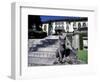 Two Russian Blue Cats Sunning on Garden Stone Steps, Italy-Adriano Bacchella-Framed Photographic Print