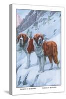 Two Saint Bernards-Louis Agassiz Fuertes-Stretched Canvas