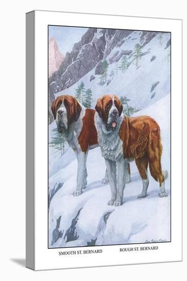 Two Saint Bernards-Louis Agassiz Fuertes-Stretched Canvas