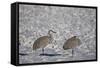 Two Sandhill Crane (Grus Canadensis) in the Snow-James Hager-Framed Stretched Canvas