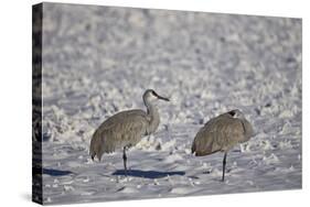 Two Sandhill Crane (Grus Canadensis) in the Snow-James Hager-Stretched Canvas