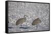 Two Sandhill Crane (Grus Canadensis) in the Snow-James Hager-Framed Stretched Canvas