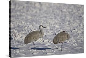 Two Sandhill Crane (Grus Canadensis) in the Snow-James Hager-Stretched Canvas