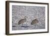 Two Sandhill Crane (Grus Canadensis) in the Snow-James Hager-Framed Photographic Print