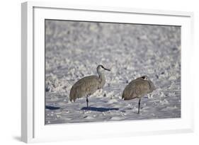 Two Sandhill Crane (Grus Canadensis) in the Snow-James Hager-Framed Photographic Print