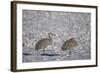 Two Sandhill Crane (Grus Canadensis) in the Snow-James Hager-Framed Photographic Print