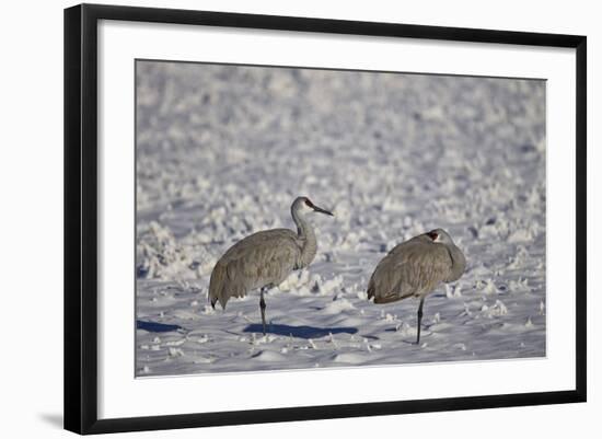 Two Sandhill Crane (Grus Canadensis) in the Snow-James Hager-Framed Photographic Print