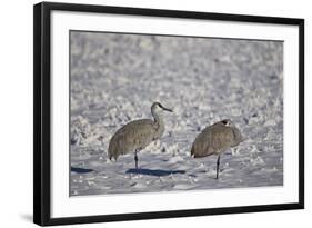 Two Sandhill Crane (Grus Canadensis) in the Snow-James Hager-Framed Photographic Print