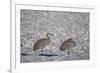 Two Sandhill Crane (Grus Canadensis) in the Snow-James Hager-Framed Photographic Print