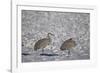 Two Sandhill Crane (Grus Canadensis) in the Snow-James Hager-Framed Photographic Print