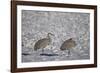 Two Sandhill Crane (Grus Canadensis) in the Snow-James Hager-Framed Photographic Print