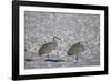 Two Sandhill Crane (Grus Canadensis) in the Snow-James Hager-Framed Photographic Print