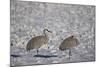 Two Sandhill Crane (Grus Canadensis) in the Snow-James Hager-Mounted Photographic Print