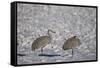 Two Sandhill Crane (Grus Canadensis) in the Snow-James Hager-Framed Stretched Canvas