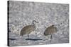 Two Sandhill Crane (Grus Canadensis) in the Snow-James Hager-Stretched Canvas