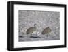 Two Sandhill Crane (Grus Canadensis) in the Snow-James Hager-Framed Photographic Print