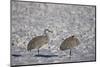 Two Sandhill Crane (Grus Canadensis) in the Snow-James Hager-Mounted Photographic Print