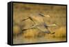 Two Sandhill Cranes in Flight-Darrell Gulin-Framed Stretched Canvas