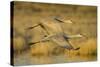 Two Sandhill Cranes in Flight-Darrell Gulin-Stretched Canvas