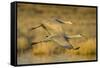 Two Sandhill Cranes in Flight-Darrell Gulin-Framed Stretched Canvas