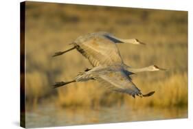 Two Sandhill Cranes in Flight-Darrell Gulin-Stretched Canvas