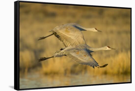 Two Sandhill Cranes in Flight-Darrell Gulin-Framed Stretched Canvas