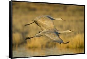 Two Sandhill Cranes in Flight-Darrell Gulin-Framed Stretched Canvas