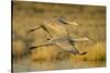Two Sandhill Cranes in Flight-Darrell Gulin-Stretched Canvas