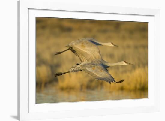 Two Sandhill Cranes in Flight-Darrell Gulin-Framed Photographic Print