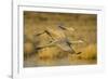 Two Sandhill Cranes in Flight-Darrell Gulin-Framed Photographic Print