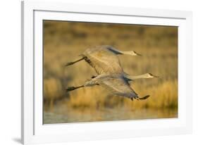 Two Sandhill Cranes in Flight-Darrell Gulin-Framed Photographic Print