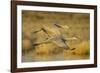 Two Sandhill Cranes in Flight-Darrell Gulin-Framed Photographic Print