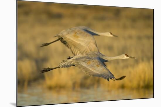 Two Sandhill Cranes in Flight-Darrell Gulin-Mounted Photographic Print