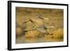 Two Sandhill Cranes in Flight-Darrell Gulin-Framed Photographic Print