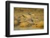 Two Sandhill Cranes in Flight-Darrell Gulin-Framed Photographic Print