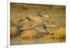 Two Sandhill Cranes in Flight-Darrell Gulin-Framed Photographic Print