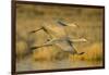 Two Sandhill Cranes in Flight-Darrell Gulin-Framed Photographic Print