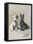 Two Scamps-null-Framed Stretched Canvas