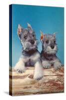 Two Schnauzer Puppies-null-Stretched Canvas