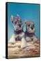 Two Schnauzer Puppies-null-Framed Stretched Canvas