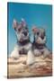 Two Schnauzer Puppies-null-Stretched Canvas