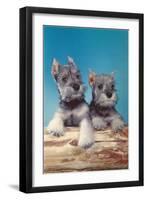 Two Schnauzer Puppies-null-Framed Art Print