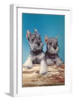 Two Schnauzer Puppies-null-Framed Art Print