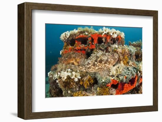 Two Scorpionfish (Scorpaena Porcus) Lying on Artificial Reef, Larvotto Marine Reserve, Monaco-Banfi-Framed Photographic Print