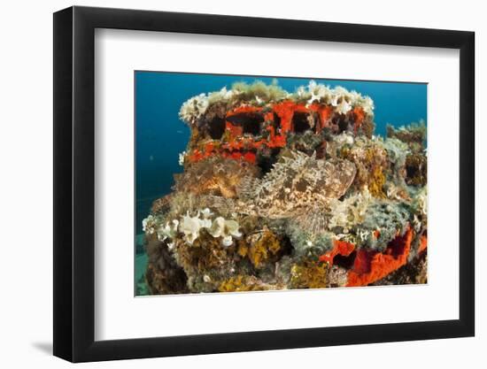 Two Scorpionfish (Scorpaena Porcus) Lying on Artificial Reef, Larvotto Marine Reserve, Monaco-Banfi-Framed Photographic Print