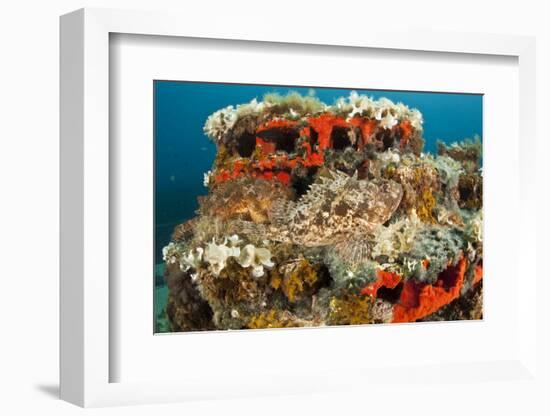 Two Scorpionfish (Scorpaena Porcus) Lying on Artificial Reef, Larvotto Marine Reserve, Monaco-Banfi-Framed Photographic Print